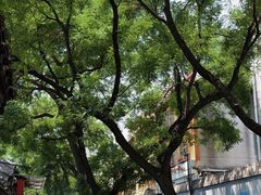 -北京市东四九条小学