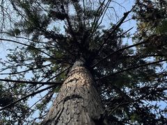 -宜兴龙背山森林公园