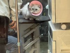 -PETKIT 小佩宠物·低压洗护·美容·寄养(安远店)