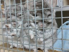 -菲尔斯特宠物医院