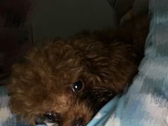 -瑞派·关忠动物医院·猫专科·犬专科(三环新城店)