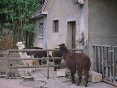 -昆明动物园
