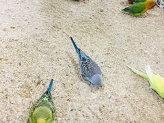 -上海大自然野生昆虫馆(东方明珠·爬宠昆虫探索中心)