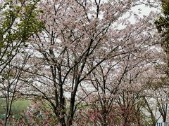 -高东镇樱花园
