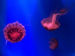 -芜湖新华联大白鲸海洋公园