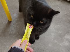 -喵屿·大理花园猫咖