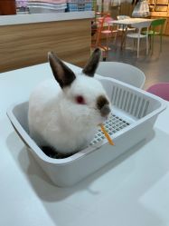 -Moni星球萌宠·小马宝莉·灵蛇·高端高阶全萌宠互动体验俱乐部(红豆国际广场店)