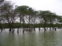 -东寨港红树林旅游区