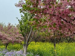 -古柏渡丰乐樱花园