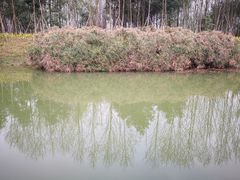 -桤木河湿地公园