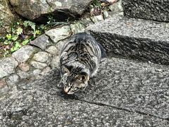 -普陀山慧济禅寺