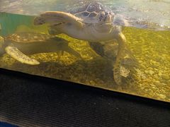 -苏州海洋馆