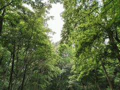 -紫金山山顶公园