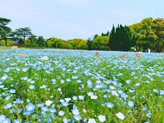 -上海滨江森林公园
