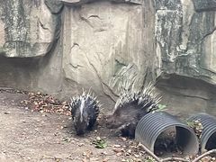 -成都动物园