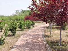 -丁香湖公园