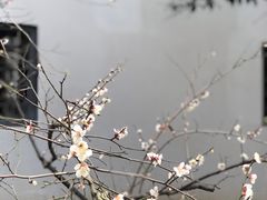 -上海醉白池公园