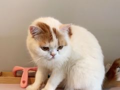 -Cappucimeow猫咪咖啡馆(韦伯时代店)