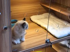 -猫十亿·布偶金渐层·曼基康矮脚猫舍(青年路店)