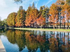 -上海共青森林公园