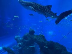 -成都浩海立方海洋公园