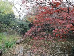 -秋霞圃
