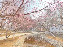 -桃花堤公园