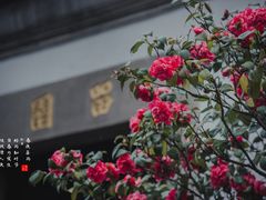 -留园