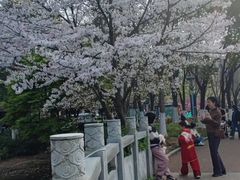 -武汉大学-樱园