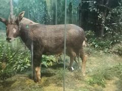 -陕西自然博物馆