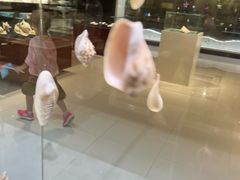-青岛贝壳博物馆