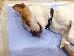 -伟伟宠物医院·CT影像中心·瑞派犬猫综合性门诊(汉口总院)