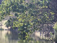 -深圳仙湖植物园