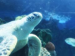 -上海海洋水族馆