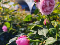 -人民公园(罗湖区)