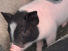 -大石鼓山庄·珠海第一烧猪