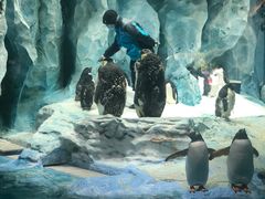 -帝企鹅自助餐厅•儿童岛•真企鹅(长隆企鹅酒店)