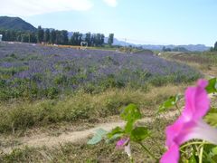 -北京东方普罗旺斯薰衣草庄园