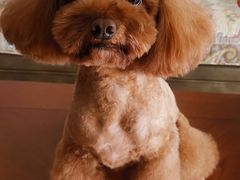 -瑞派旺宝宠物医院·犬猫全科综合·尿道专科(莲兴院)