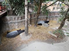 -清迈夜间动物园