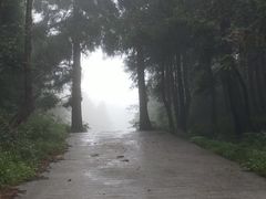 -武陵山森林公园