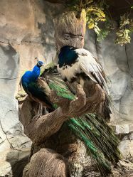 点击看大图 -Zoolung Zoolung动物主题公园(海信广场店)