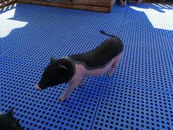 -萌宠亲子动物乐园(槐房万达店)