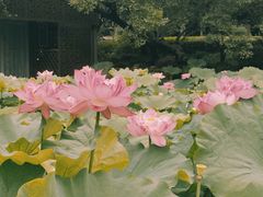 -陈家山荷花公园