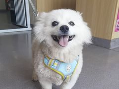 -瑞派宠物医院·犬猫全科·猫友好(宾水西道店)