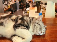 -咖法森林·咖啡  酒吧(天河店)