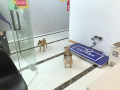 -宠颐生嘉德动物医院