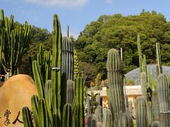 -深圳仙湖植物园