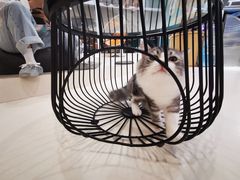 -飞行喵MR PILOT|猫舍·猫咖(静安大融城店)