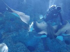 -芜湖新华联大白鲸海洋公园